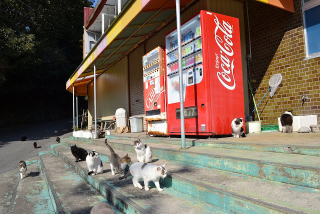 Illustration for article titled Cats Rule These Japanese Islands
